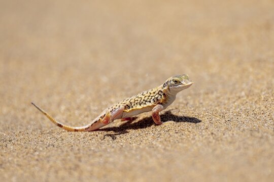 Shovel-nosed lizard (Meroles anchietae), in the sand, stretching its legs in the air to cool off, Namib Desert, Namib Naukluft Park, Namibia