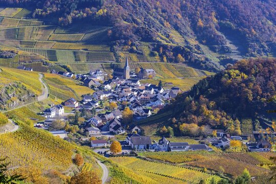 Vineyards in autumn, Mayscho&szlig; with parish church, red wine growing region Ahrtal, red wine of the Pinot Noir and Portugieser grape is grown here, Eifel, Rhineland-Palatinate, Germany