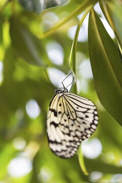 Large Tree Nymph or Paper Kite (Idea leuconoe), captive, butterfly house, botanical garden, Munich, Upper Bavaria, Bavaria, Germany