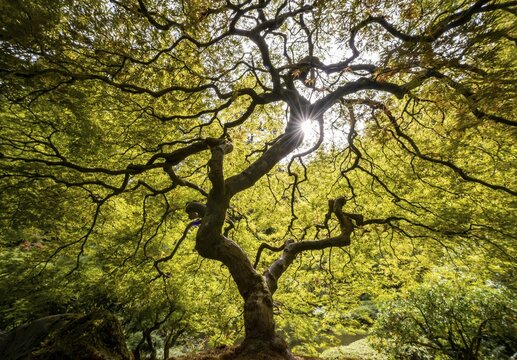 Downy japanese maple (Acer japonicum) with sunstar, Japanese Garden, Portland, Oregon, USA