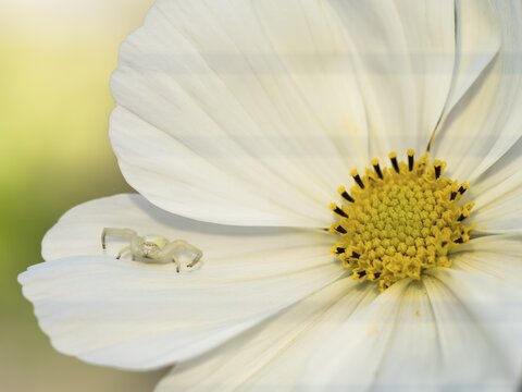 Goldenrod crab spider ( Misumena vatia) on standby Mexican aster ( Cosmos bipinnatus) Hesse, Germany