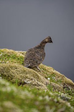 Ptarmigan (Lagopus) in summer dress, Lofoten, Nordland, Norway