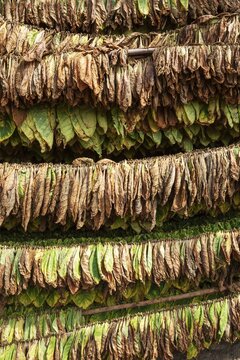 Cultivated tobacco (Nicotiana tabacum), tobacco leaves hung to dry, Pinar del R&iacute;o Province, Cuba