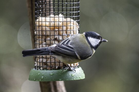Great tit (Parus major) at the feeder, Emsland, Lower Saxony, Germany
