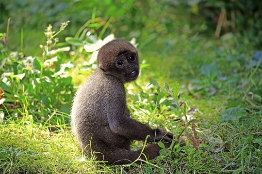 Brown wool monkey (Lagothrix lagotricha cana), young animal sitting in the grass, captive, occurrence in South America