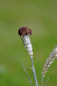 Eurasian Harvest Mouse (Micromys minutus), adult climbing on a wheat ear, Surrey, England, United Kingdom