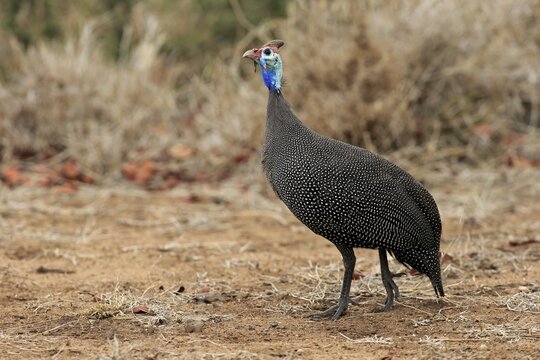 Helmeted Guineafowl (Numida meleagris), adult, Kruger National Park, South Africa