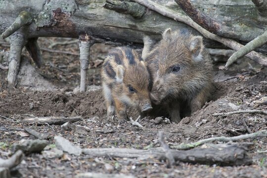 Wild boar (Sus scrofa) piglets, North Hesse, Hesse, Germany