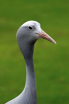 Blue Crane (Anthropoides paradisea), adult, national bird of South Africa, Western Cape, South Africa