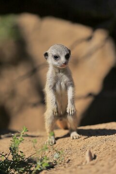 Meerkats (Suricata suricatta), young animal, standing upright, alert, captive