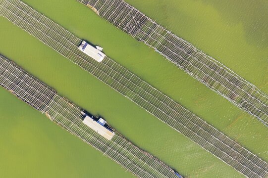 Mussel and oyster farming in the Bahia del Fangar, aerial view, drone shot, Ebro Delta Nature Reserve, Tarragona province, Catalonia, Spain