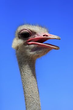 Southern Ostrich (Struthio camelus australis), adult male, portrait, Little Karoo, Western Cape, South Africa