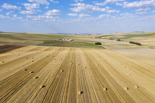 Bales of straw in cornfield after wheat harvest and cultivated young olive trees (Olea europaea), aerial view, drone shot, C&oacute;rdoba province, Andalusia, Spain