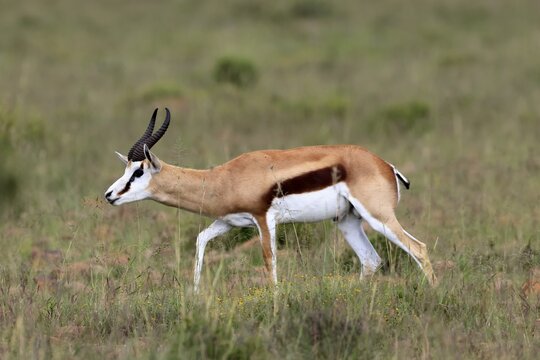 Springbok (Antidorcas marsupialis), adult, male, foraging, running, Mountain Zebra National Park, Eastern Cape, South Africa
