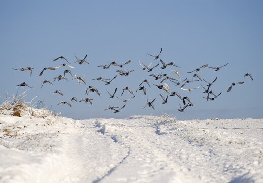 Flock of Feral pigeons, also called city doves (Columba livia forma domestica)