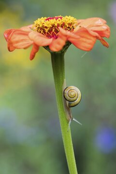 Snail (Cepaea) on stem of Zinnia (Zinnia elegans), Hesse, Germany
