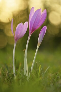 Meadow saffron (Colchicum autumnale) in the morning light, nature reserve Reussspitz, canton Zug, Switzerland