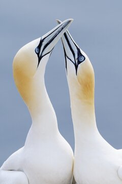 Northern Gannets (Morus bassanus, Sula bassana), courtship display