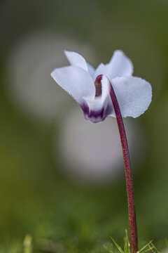 Early spring cyclamen (Cyclamen coum), Emsland, Lower Saxony, Germany