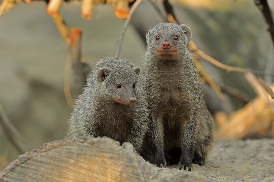 Dwarf mongoose (Helogale parvula), adult, pair, alert, curious, captive