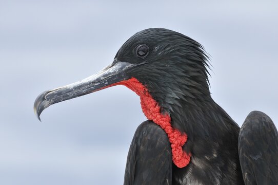 Portrait of a Great Frigatebird (Fregata minor), North Seymour Island, Galapagos, Ecuador, South America