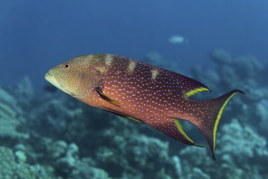 Yellow-edged lyretail (Variola louti) Red Sea, Jordan