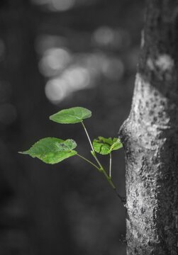 Green leaves sprouting from a tree branch