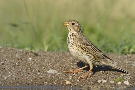 Corn Bunting (Emberiza calandra), Rhodopes, Bulgaria