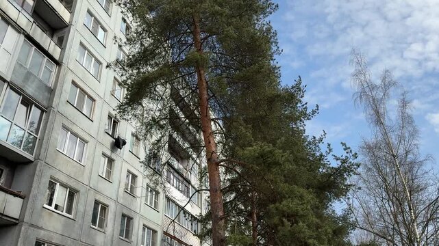 Laundry drying from window panel apartment, tall pine tree casting dappled shadow on weathered facade resident airing clothes