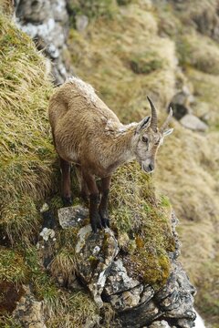 Alpine Ibex (Capra ibex), pregnant female, Bernese Oberland, Switzerland