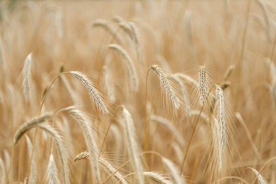 Ears of corn in a field, rye (Secale cereale L.) Petkuser short straw, traditional agricultural cultivation, Open-air museum Dom&auml;ne Dahlem, Berlin, Germany