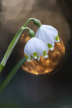 Spring snowflake (Leucojum vernum), Emsland, Lower Saxony, Germany