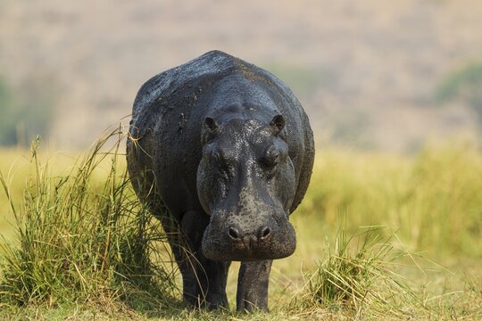 Hippopotamus (Hippopotamus amphibius), with wet skin at the bank of the Chobe River, Chobe National Park, Botswana