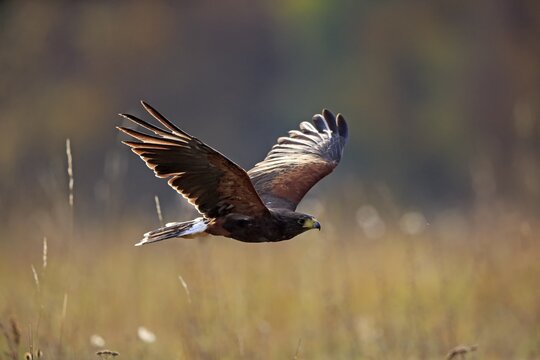 Harris's hawk (Parabuteo unicinctus), adult, flies over meadow, Slovakia