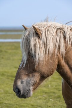 Brown Icelandic horse in a meadow, Iceland