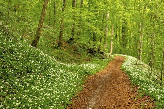Hiking trail through Common beeches forest (Fagus sylvatica), with flowering Ramsons (Allium ursinum), Sihlwald Wilderness Park, Canton Zurich, Switzerland