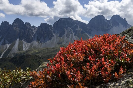 Backlit summit panorama of the Kalkk&ouml;gel, with dramatic clouds and colourful autumn leaves in the foreground, Sellrain, Innsbruck, Tyrol, Austria