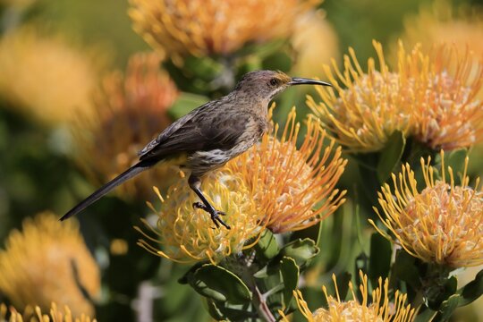 Cape Honeybird (Promerops cafer), adult, female, on flower, Protea, vigilant, Kirstenbosch Botanic Gardens, Cape Town, South Africa