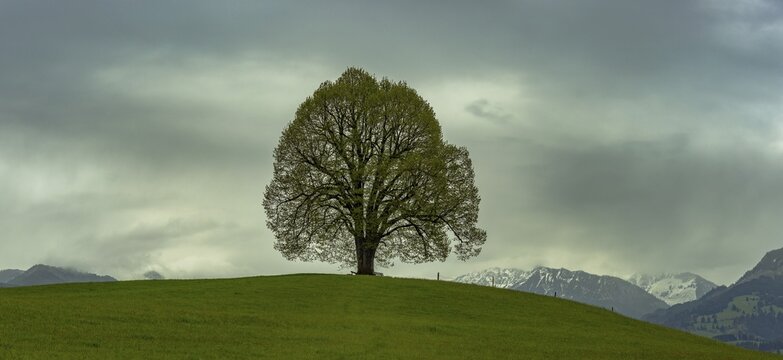 Peace lime tree (Tilia) on the Wittelsbacher H&ouml;he, 881m, Illertal, Allg&auml;u, Bavaria, Germany