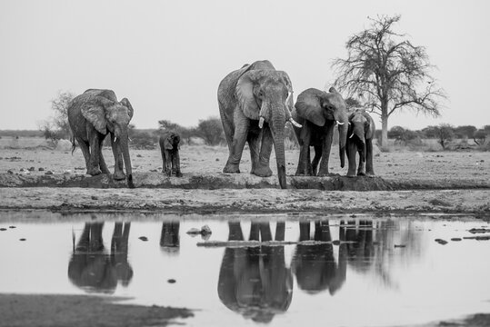 African elephant (Loxodonta africana), group drinking at waterhole, reflection, black and white photograph, Nxai Pan National Park, Botswana