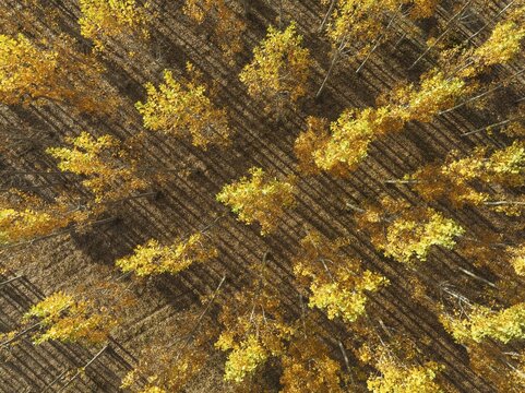 European Aspen (Populus tremula) in autumnal colours. Cultivated for timber. Aerial view. Drone shot. Granada province, Andalusia, Spain