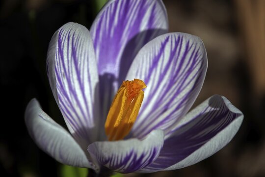 Spring crocus (Crocus vernus), flower, detail, macro photograph, Baden-W&uuml;rttemberg, Germany