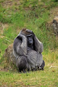 Western gorilla (Gorilla gorilla), adult, female, captive