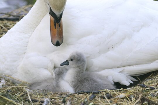 Two Mute Swan chicks (Cygnus olor) in the nest, Hesse, Germany