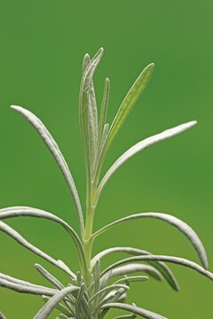 Lavender (Lavanda latifoglia), leaves, Ellerstadt, Germany