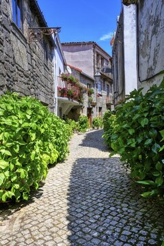 Narrow cobble street with flowers and old stone houses, Trancoso, Serra da Estrela, Portugal