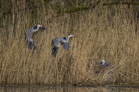 Grey heron (Ardea cinerea), disputes in front of the colony in the reeds, Neckar valley, Baden-W&uuml;rttemberg, Germany