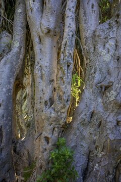 Canary canary islands dragon tree (Dracaena draco), Dragos Salvatierra, Santo Domingo, La Palma, Spain