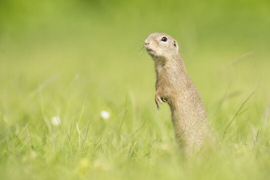 European ground squirrel (Spermophilus citellus), National Park Lake Neusiedl, Burgenland, Austria