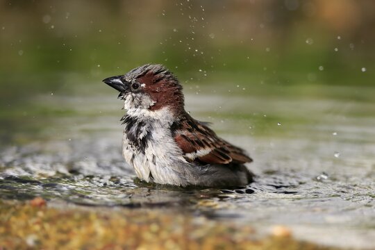 House sparrow (Passer domesticus), adult, male, bathing, in water, garden pond, Rhineland-Palatinate, Germany